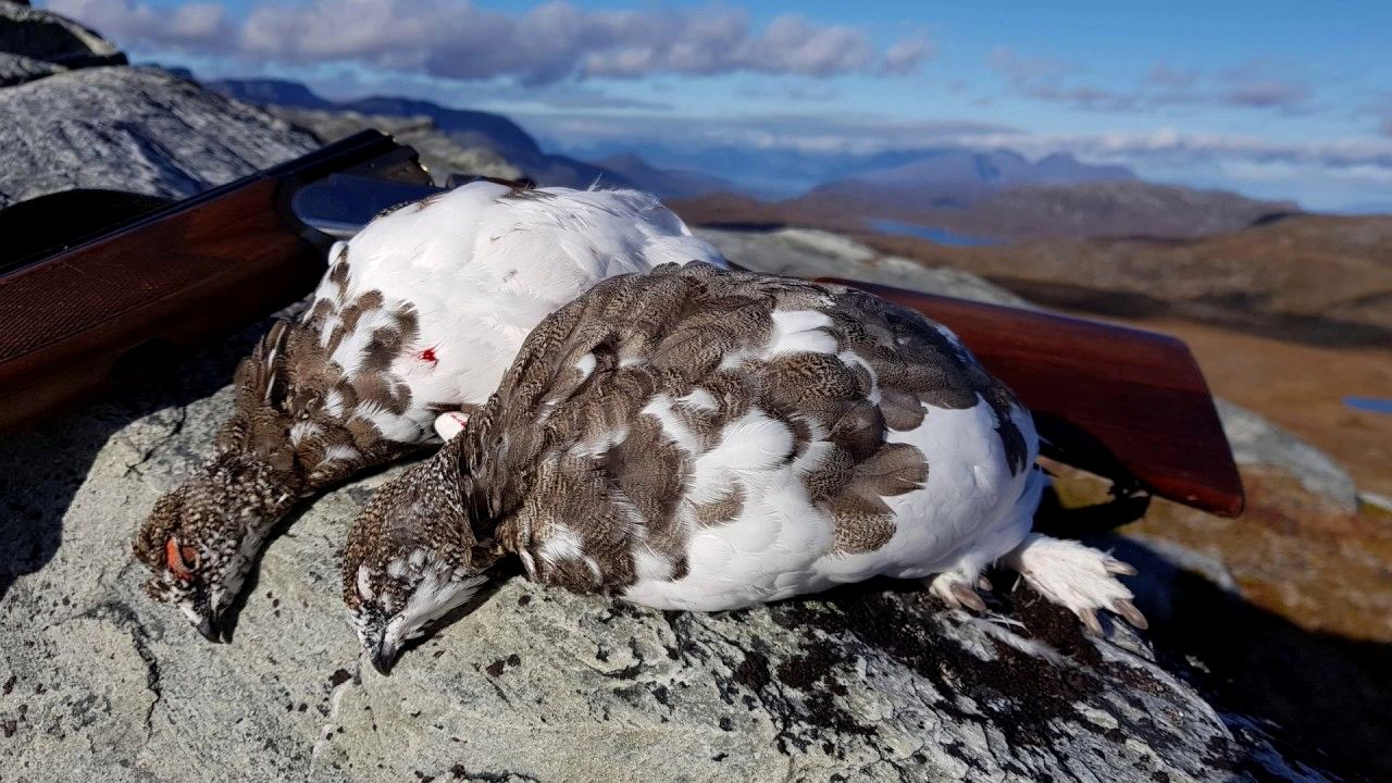 To ryper og hagle på stein i høstfjellet, fra Markus sin jaktfilm fra 2018.
